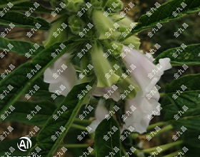 湖北金九昌種業有限公司